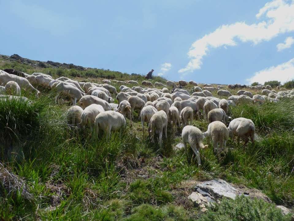 Response of vegetation to exclusion and grazing in Mediterranean wet