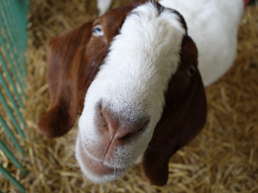 certificate - 60 Fair Admission Passes -Year round logo with link on Main Fairgrounds Page It s Show Time for this Goat!