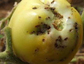 Damage and Symptoms Infestation of tomato plants occurs throughout
