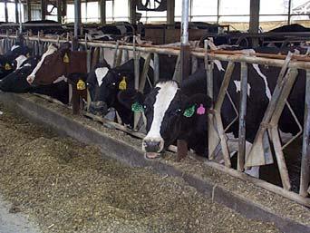 Ten key herd management opportunities on dairy farms Tom Overton, Larry Chase, Jason Karszes, Mike Van Amburgh, and David Galton Department of Animal Science and PRO-DAIRY Cornell University Maximize