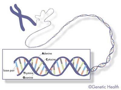 Each DNA molecule is made of two individual strands paired together. Each strand consists of a series of the four bases.
