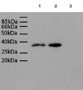 -Embryonic Stem Cell Marker (ab15830) 4/8 ページ d Lanes 1-2 : SOX2 antibody - Embryonic Stem Cell Marker (ab15830) at 1 µg/ml Lane 1: 20 µg Mouse embryonic stem cell lysate Lane 1: 20 µg Human