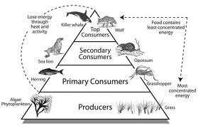 feeding hierarchy is its trophic level.