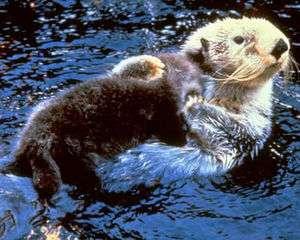 Sea otters are an