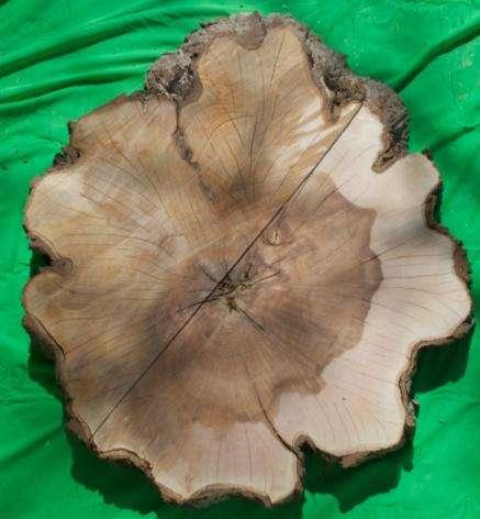 Distinctive Tree Permits 50cm or larger Issued for: