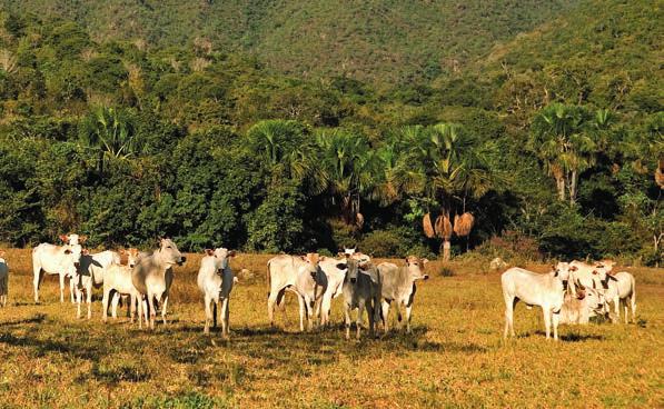 EXECUTIVE SUMMARY SUSTAINABLE INTENSIFICATION OF CATTLE RANCHING IN MATO GROSSO Leila Harfuch