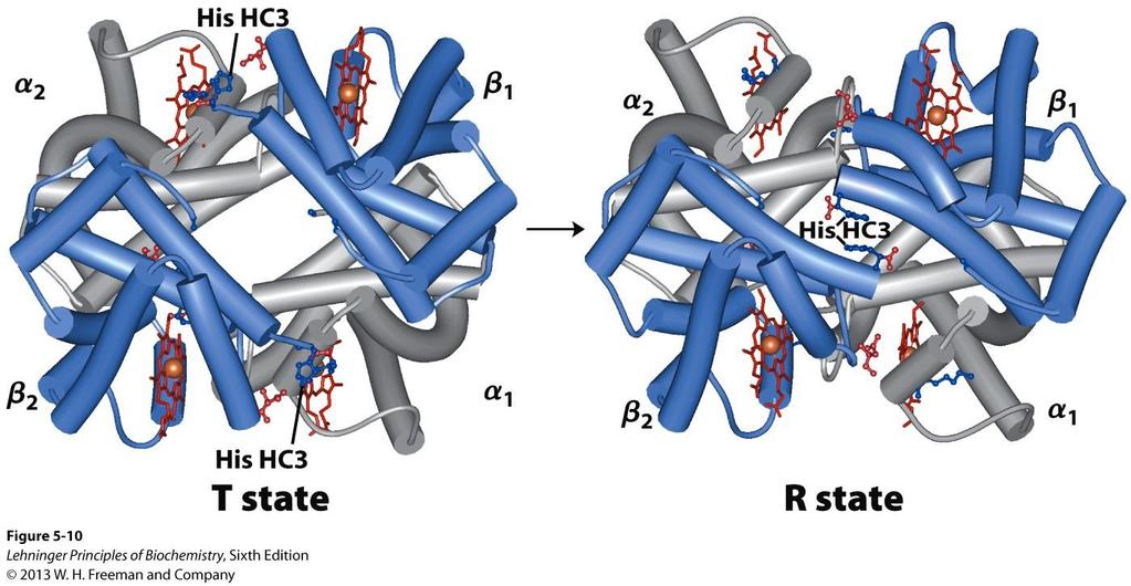 R and T States of Hemoglobin The T R transition. In these depictions of deoxyhemoglobin, as in Figure 5 9, the β subunits are blue and the α subunits are gray.