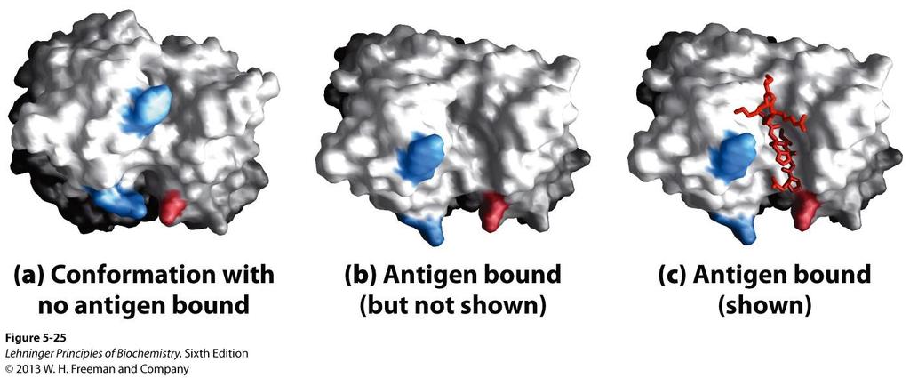 Antigens bind via induced fit; Antigen binding causes significant structural changes to the antibody Induced fit in the binding of an antigen to IgG.