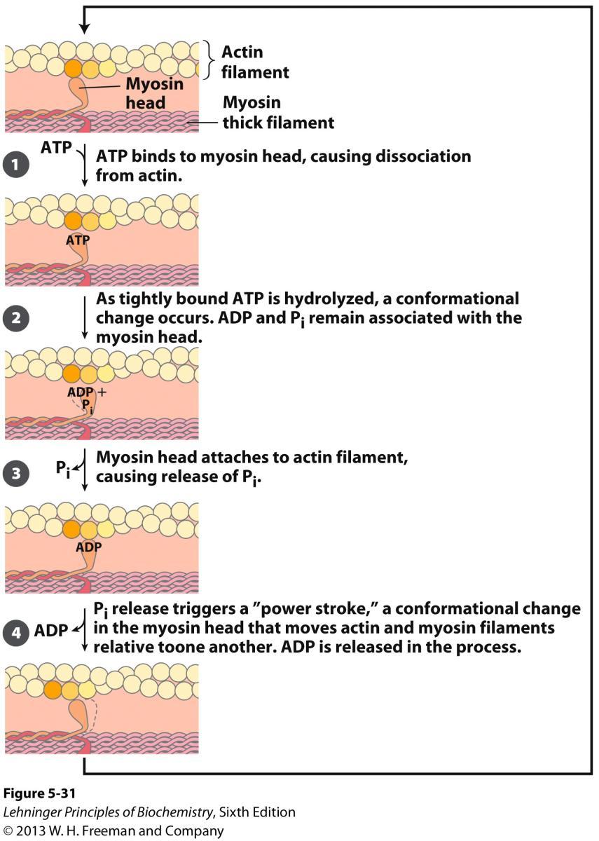 Actomyosin Cycle Molecular mechanism of muscle contraction.