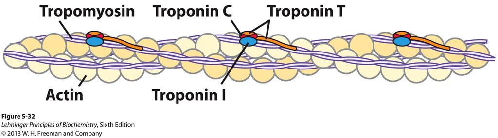 Regulation of muscle contraction Availability of myosin-binding sites on actin is regulated by troponin and tropomyosin avoids continuous