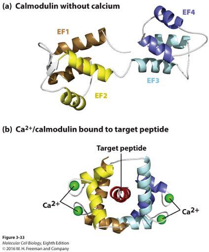 Conformational changes induced by Ca 2+ binding to calmodulin.