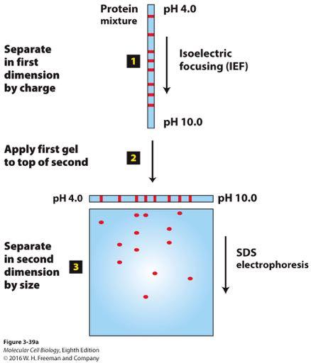 Two-dimensional gel electrophoresis separates proteins on the basis of charge and mass. Two steps!