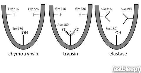 Binding pockets Trypsin binds substrate (+) charged arginine and lysine side chains.