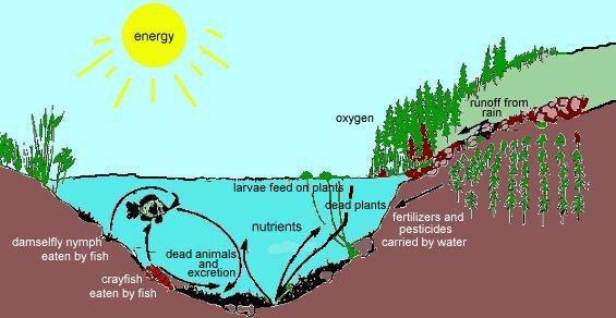 Overview: Ecosystems, Energy, and Matter An ecosystem consists of all the