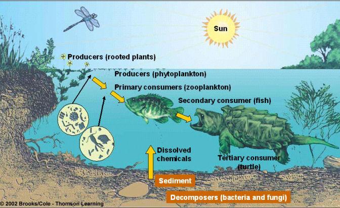 Regardless of an ecosystem s size Its dynamics involve two main processes: Energy