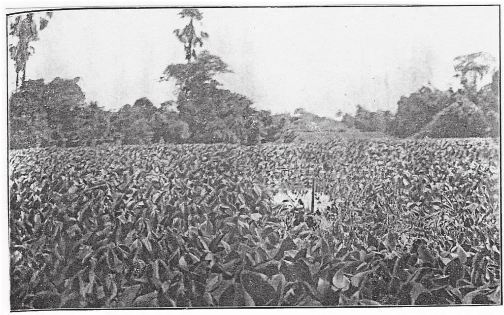 FIGHTING WITH A WEED 203 FIGURE 4. Canal choked with water hyacinth. Source: Kenneth McLean, Water Hyacinth. A Serious Problem in Bengal, Agricultural Journal of India XVII (1922).