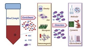 Preanalytics and the Liquid Biopsy CTCs Estimated 10 6 CTCs are shed daily per gram of tumor Short half-life: less than 3 hours in the bloodstream Present in very low concentration amongst