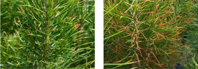 This trial series was also considered an as opportunity to identify that point at which toxicity from biuret would actually occur for radiata pine.