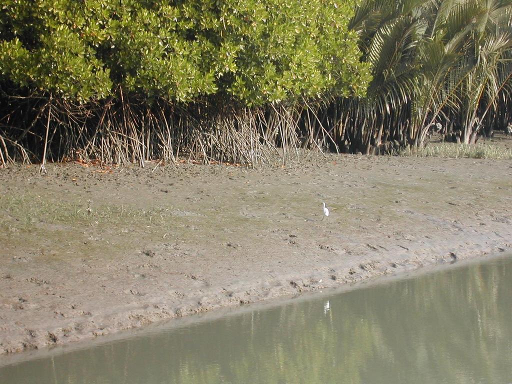 Resilience Measure: Mangrove afforestation No afforestation Reduction of Storm Surge height by