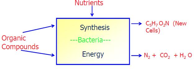 Heterotrophic Metabolism in Anoxic Conditions Heterotrophic bacteria use carbon for the formation