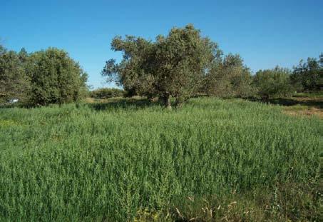 Olive trees and other crops