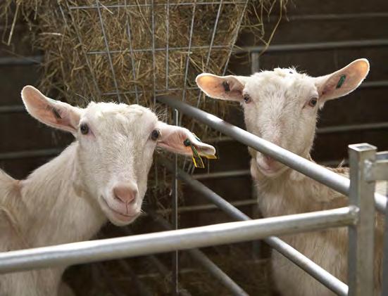 GOAT & SHEEP There is an increasing worldwide demand for goat milk and products and in response to this Fullwood has developed a complete range of specialist milking