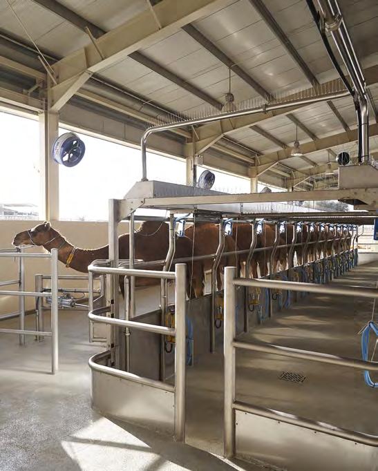 from simple mobile milking units to full milking parlours with the most up to date technology available.