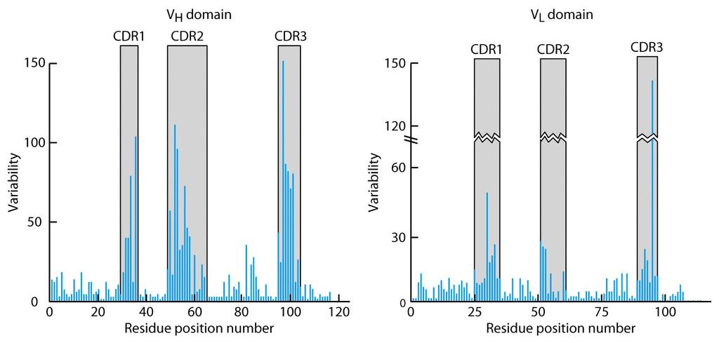 Complementarity-Determining Regions, or CDRs. H chain CDRs - A simulated antigenbinding site showing how the CDRs form points of contact with the antigen.
