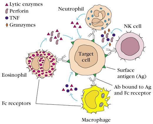 Antibody-Mediated Effector Functions Binding to Antigen endocytosis OPSONIZATION: FcR in macrophages and neutrophils (Cb) (IgG, IgG) ADCC NK cells (and other cells) trough FcR CROSSING EPITHELIAL