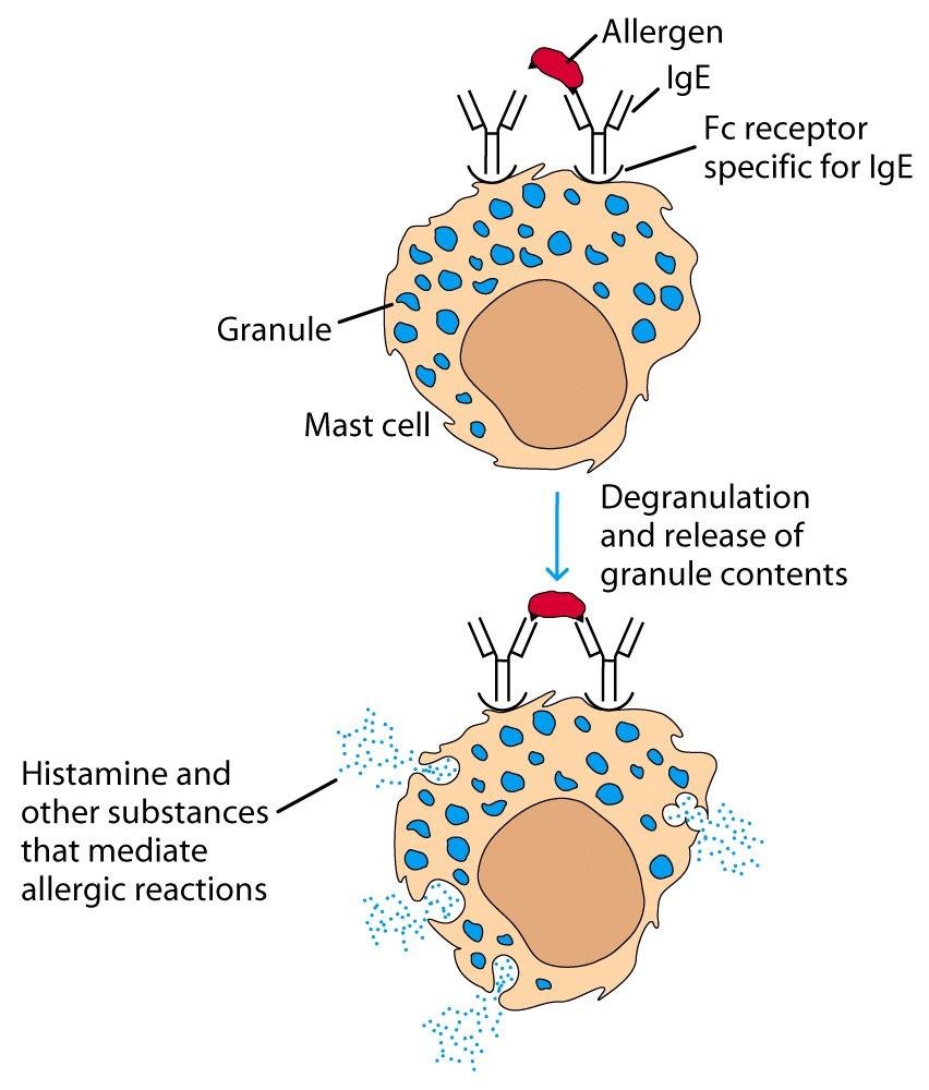 Secretory Component = Poly-Ig receptor A variety of pharmacologically active mediators present in the granules are released, giving rise to allergic manifestations - Size 90,000 Sensitization!