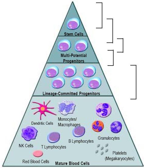 All Blood Cells Come From a Special Cell Hematopoietic