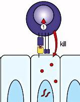 Cytotoxic T-Cell (CTL) See Fig 3-183 TCR peptide MHC I Kill only virus infected cells due to peptide presented by Class I
