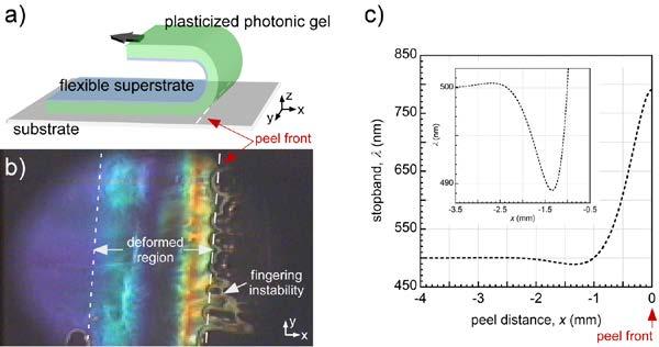 Figure 4. Peeling of a plasticized PS-b-PI photonic gel. a) The photonic gel layer is sandwiched between a rigid substrate and a flexible backing.