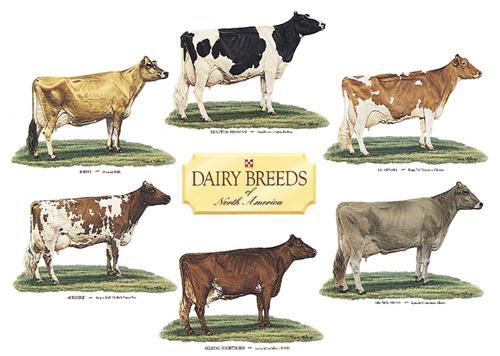 C: List 7 breeds of dairy cattle & their breed