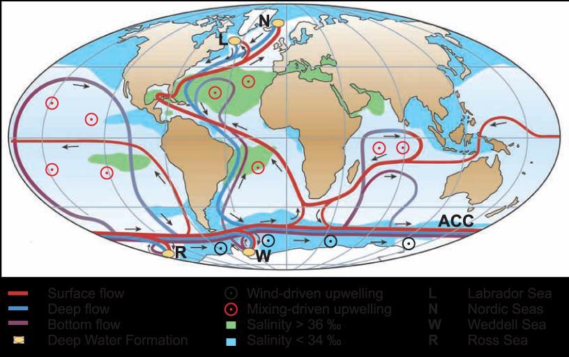 Thermohaline Circulation The ocean is a vast heat store and North-South, East-West circulator