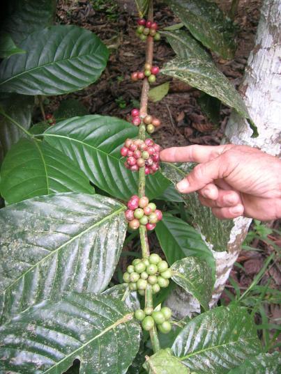 Kopi Ulu Scheme A landscape with 185 year - mixed robusta coffee-plantation 1050 ha surrounded by 133 266 ha