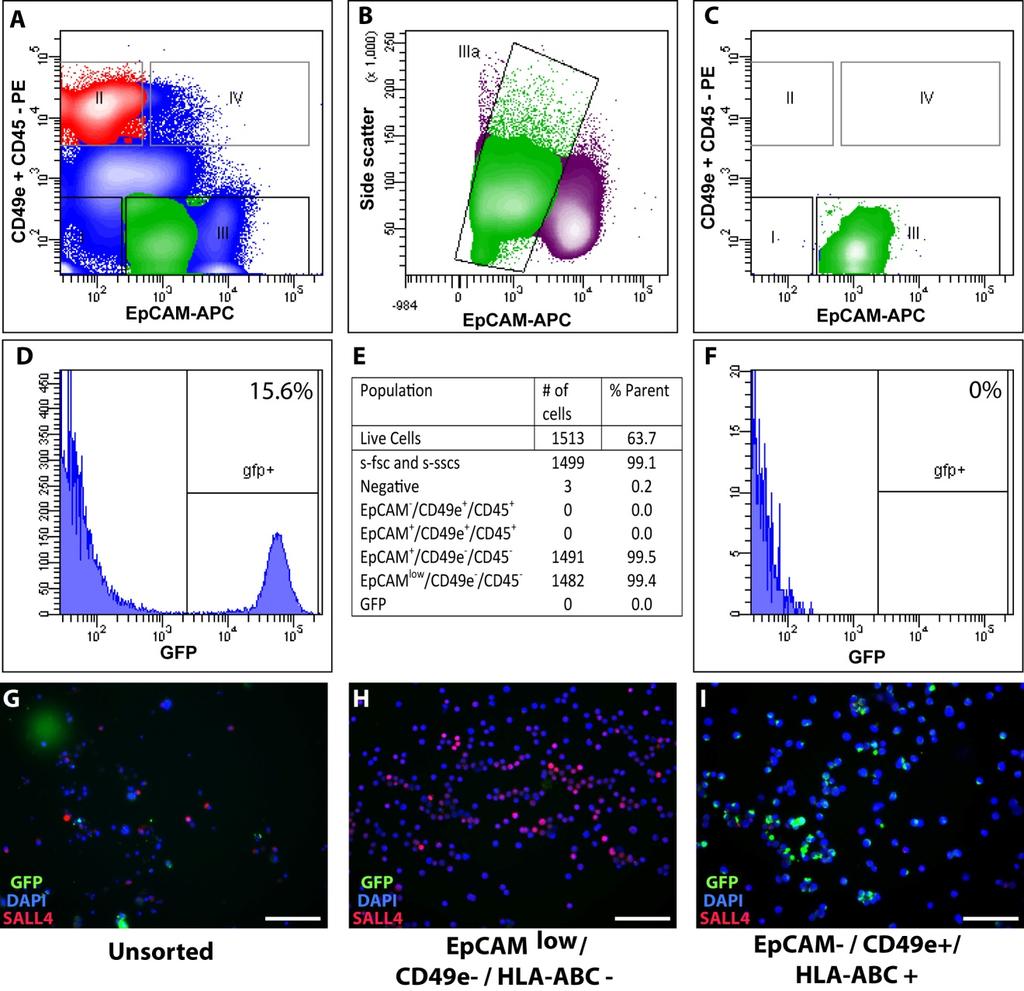 Supplemental Figure 3: Separation of TF-1a GFP cells and human spermatogonia from a contaminated human testis cell suspension using a multi-parameter FACS approach.