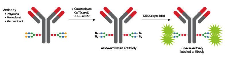 Fast, simple, and reproducible antibody-labeling methods SiteClick antibody-labeling technology Making reproducible, site-specific modifications of IgG antibodies easy Invitrogen SiteClick