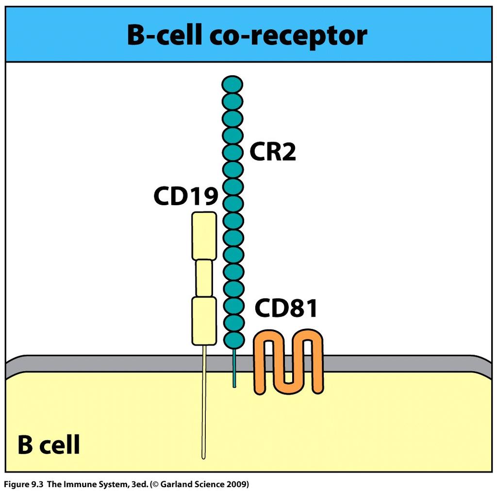 signal Generation of ic3b by CR1 Full B-cell activation requires an additional signal (e.g. via