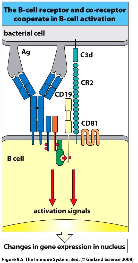 deposited on pathogen is recognised by CR1 cleavage by factor1 yields ic3b and C3d CR2 recognises