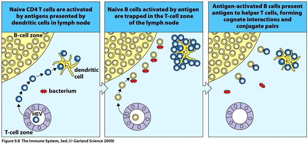 T-cell independent antigens T-cell dependent antigens Thymus dependent antigens: in secondary lymphoid organs, Ag, B-cell and Th cell are brought together Thymus independent (TI) antigens: patients