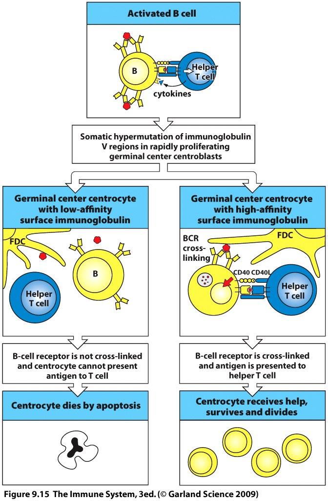 Selection in germinal centers drives affinity maturation of antibodies Centrocytes die quickly by apoptosis if not positively selected (by both BCR and CD40) Ag is