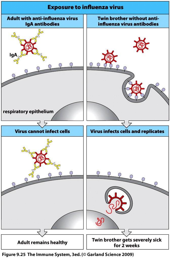 IgE is quickly bound by FceR1 and coates mast cells, scanning for antigen Neutralization of viruses and bacteria by high affinity Abs viruses is attachment of pathogen s outer IgE made in smaller