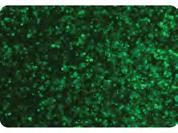 TransIT-PRO Transfection Reagent High Efficiency Transfection A. B. 1 GFP positive (%, bars) or Viable Cells (%, dot) 9 8 7 6 5 4 3 2 1 TransIT-PRO 1:1 CHOgro Expression System FIGURE 1.