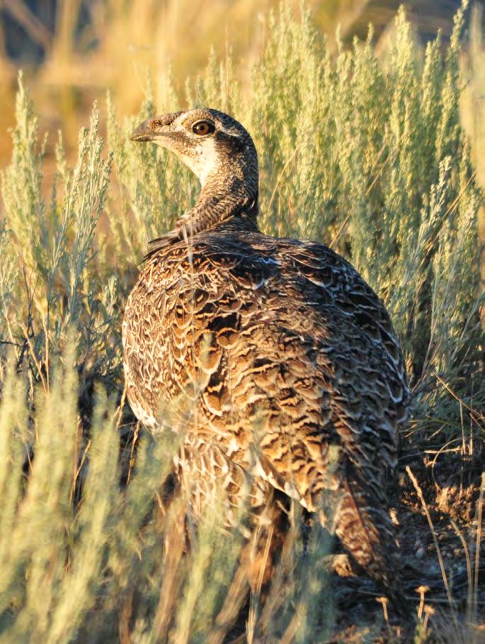 The greater sage-grouse conservation measures approved by the Records of Decision, in addition to other state, federal, and local partners greater sage-grouse conservation actions, represent an