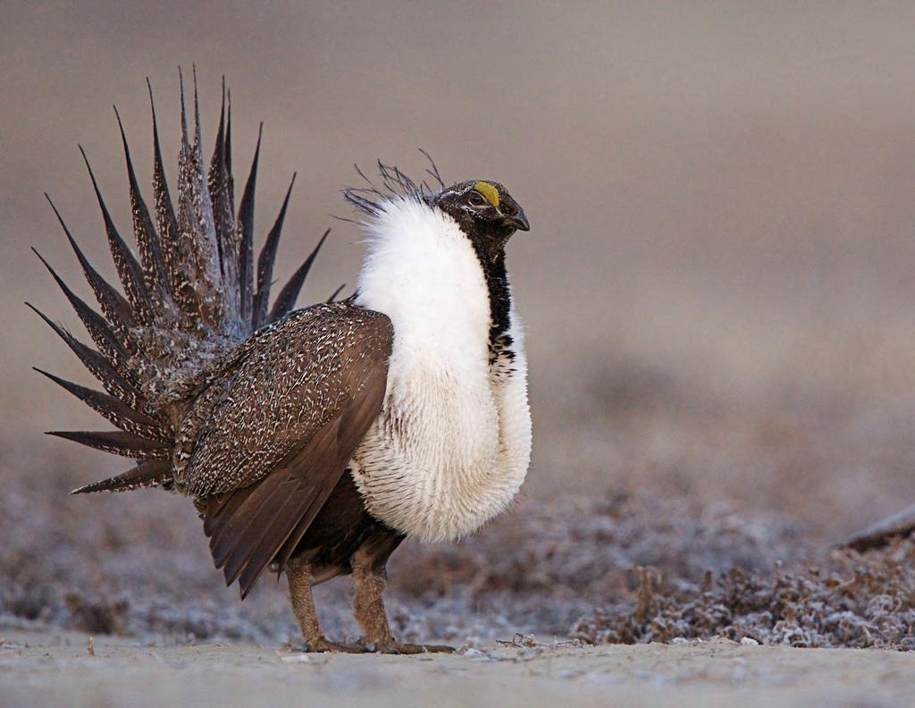 1 en.wikipedia.org/wiki/greater_sage-grouse. Cover photo & the photo above courtesy of Shutterstock.