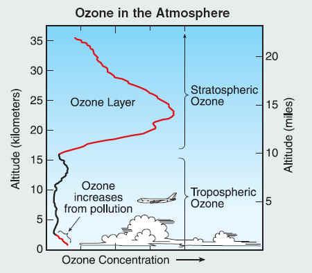 O 3 is concentrated in the stratosphere.