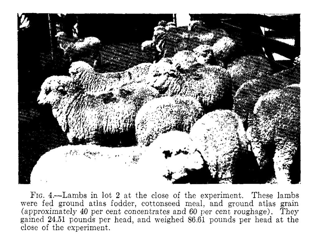 LAMB FEEDING EXPERIMENTS 27 sulted from the addition of ground limestone to the ration.