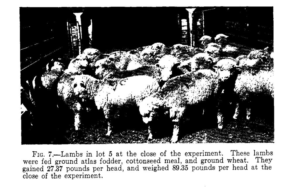 LAMB FEEDING EXPERIMENTS 29 fed with cottonseed meal and atlas