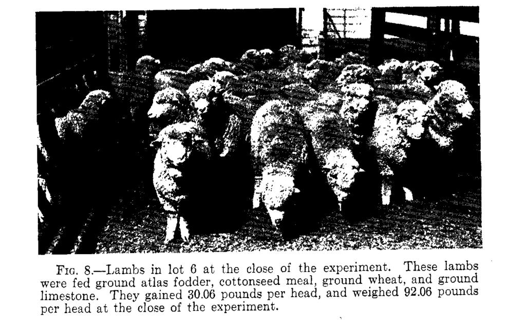 one-fourth ounce ground limestone was fed per lamb daily. 14.